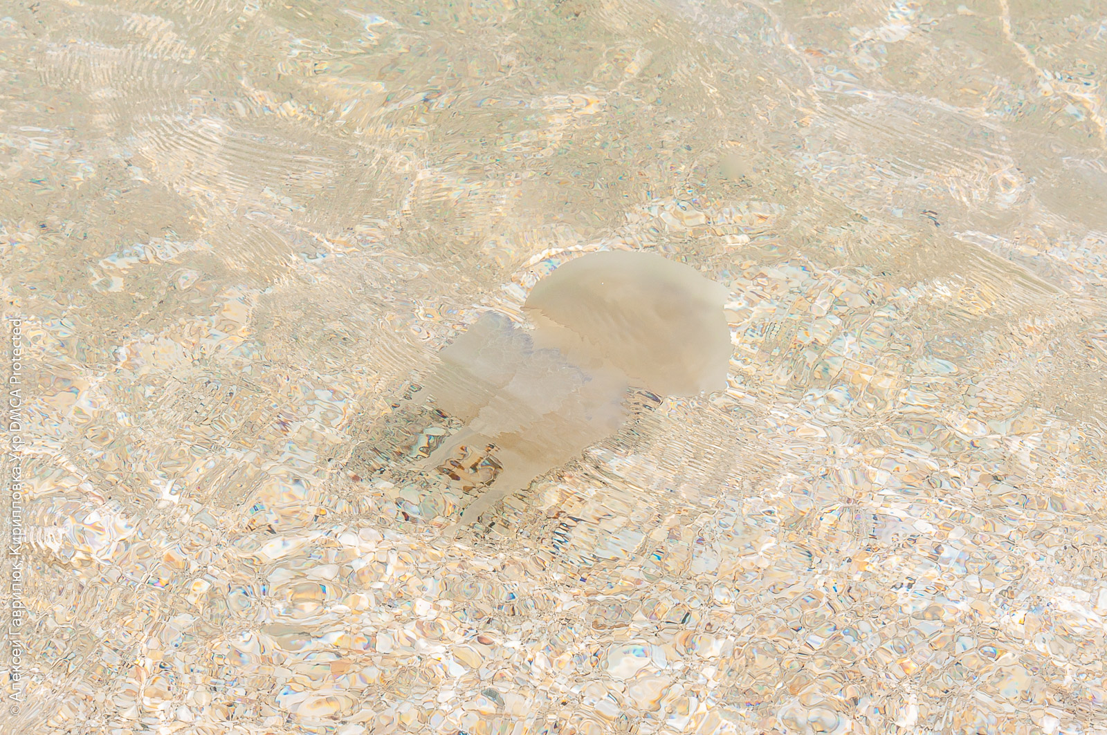 Черноморская медуза