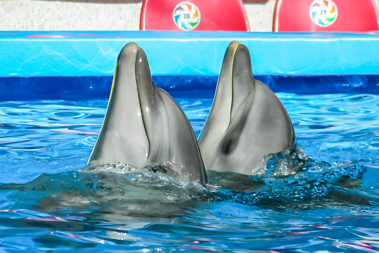 Обитатели дельфинария