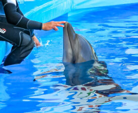 Дельфинарий «Акварель»