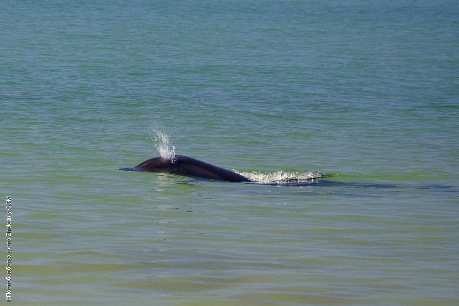 Дельфин в Джарылгачском заливе