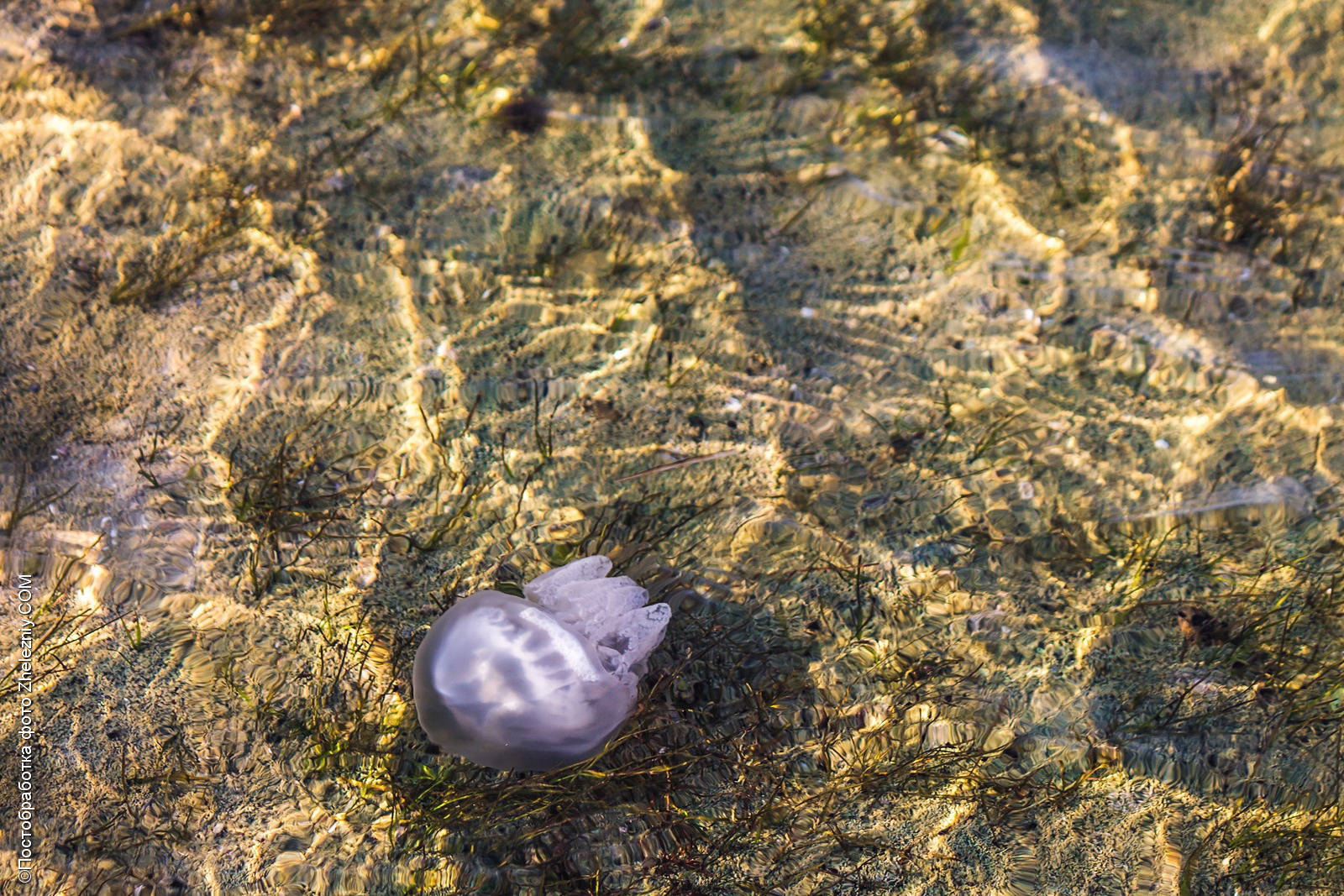 Медузы, заплывающие в залив из моря